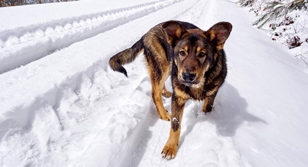 U Rusiji se djevojčica izgubila u snježnoj oluji, noć preživjela grleći psa
