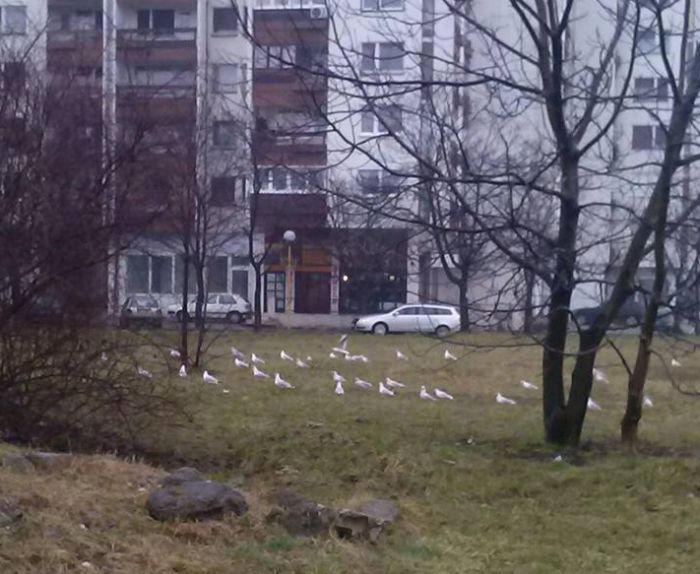 Tuzlarije