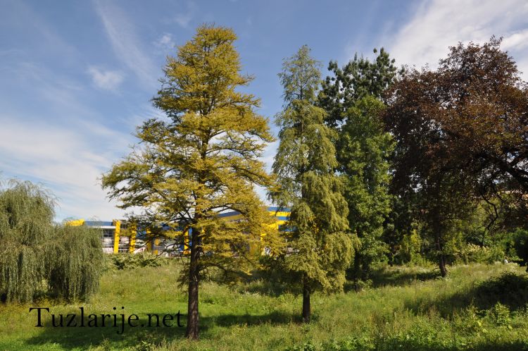 Tuzlarije
