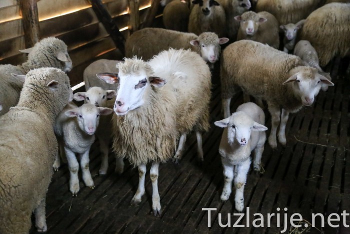 Tuzlarije