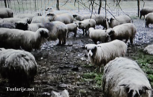 Tuzlarije