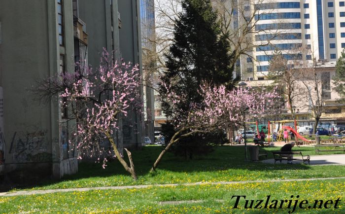 Tuzlarije