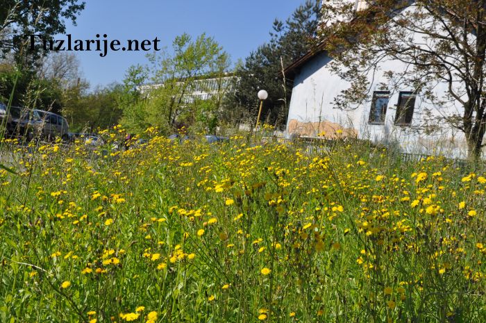 Tuzlarije