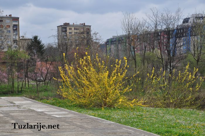 Tuzlarije