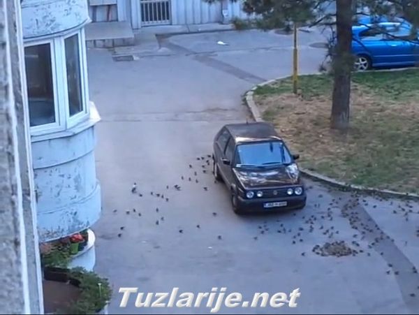 Tuzlarije