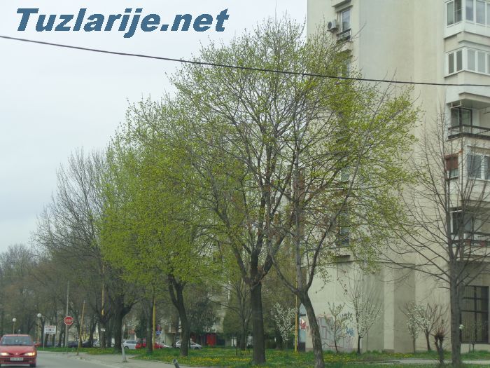 Tuzlarije