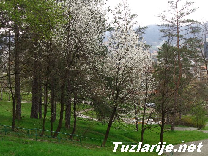 Tuzlarije