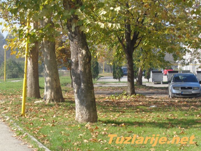 Tuzlarije