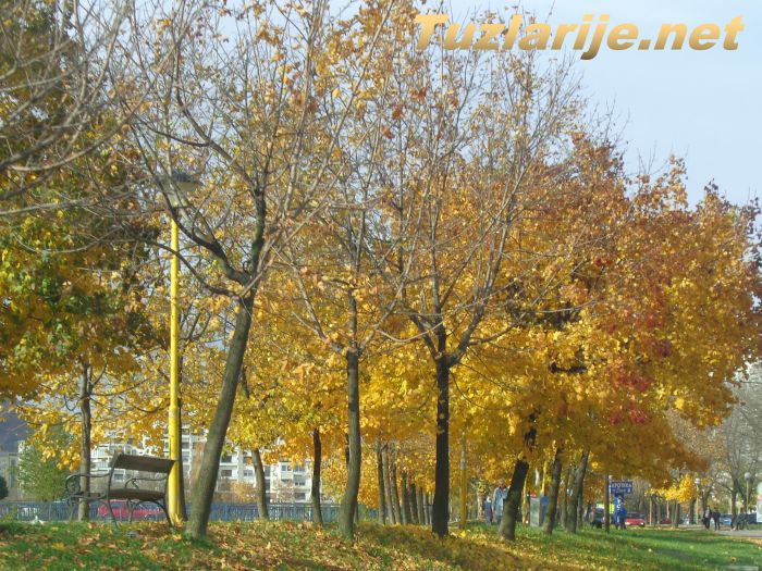 Tuzlarije