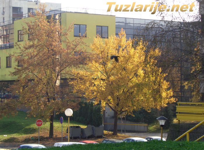 Tuzlarije