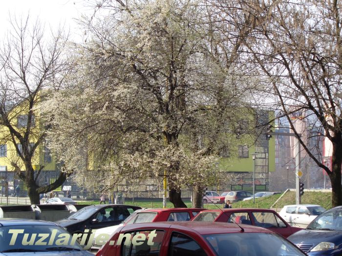 Tuzlarije