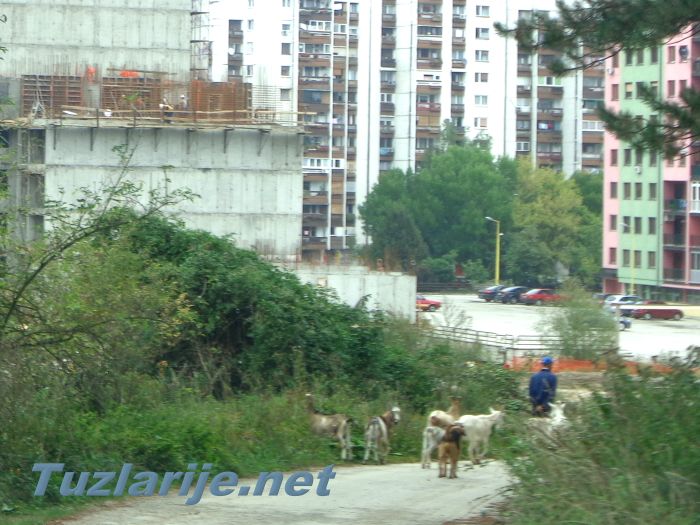 Tuzlarije
