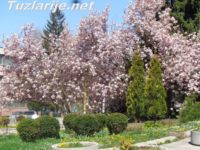 Tuzlarije