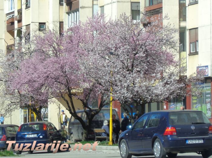 Tuzlarije