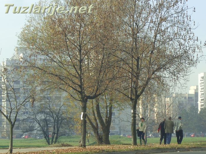 Tuzlarije