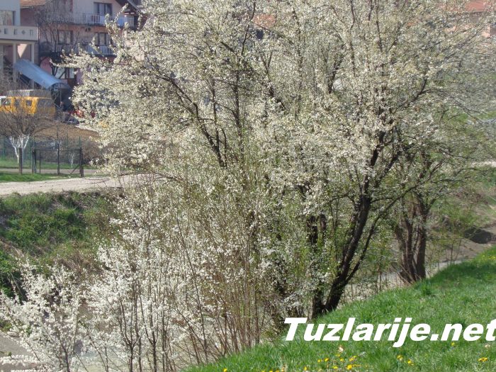 Tuzlarije