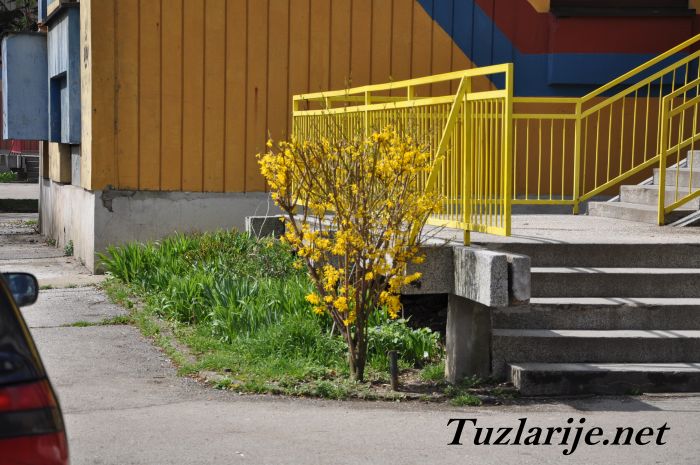 Tuzlarije