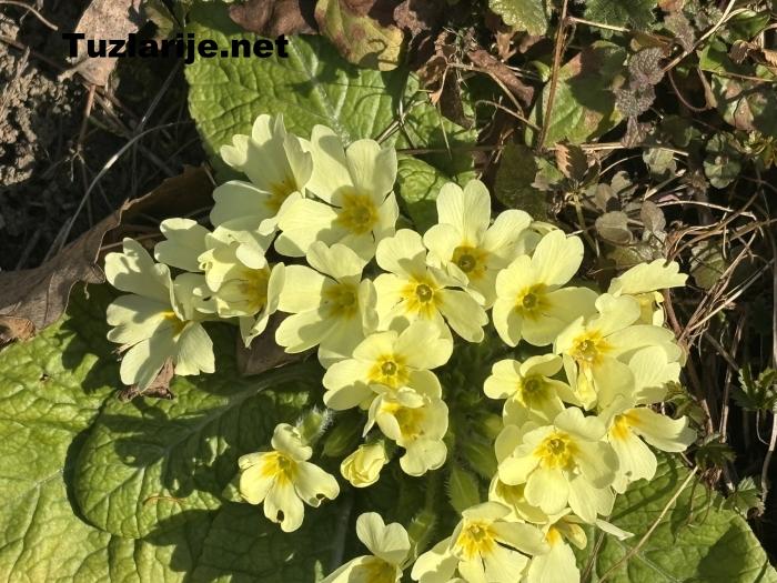 Tuzlarije