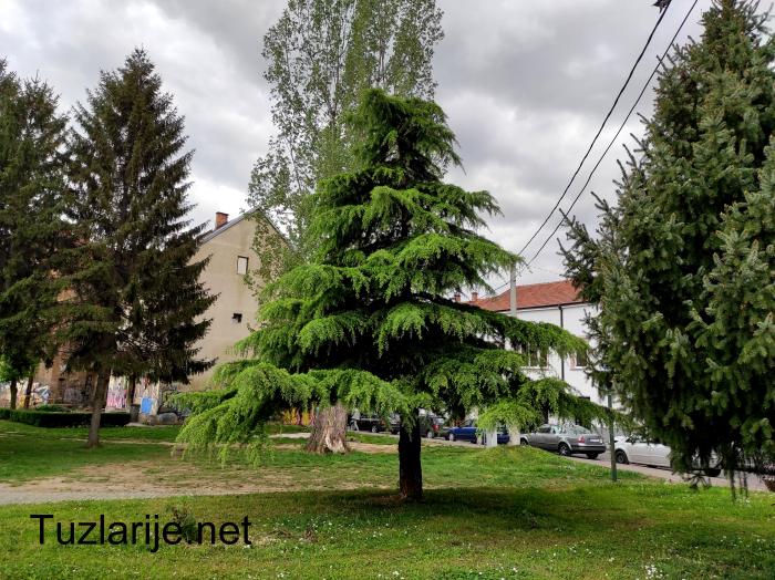 Tuzlarije