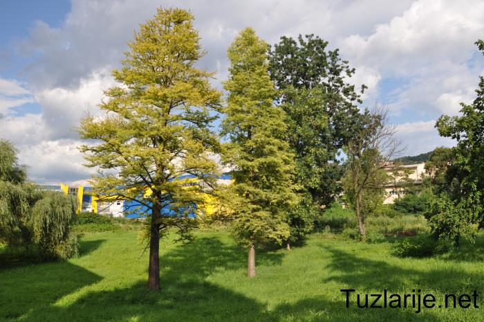 Tuzlarije