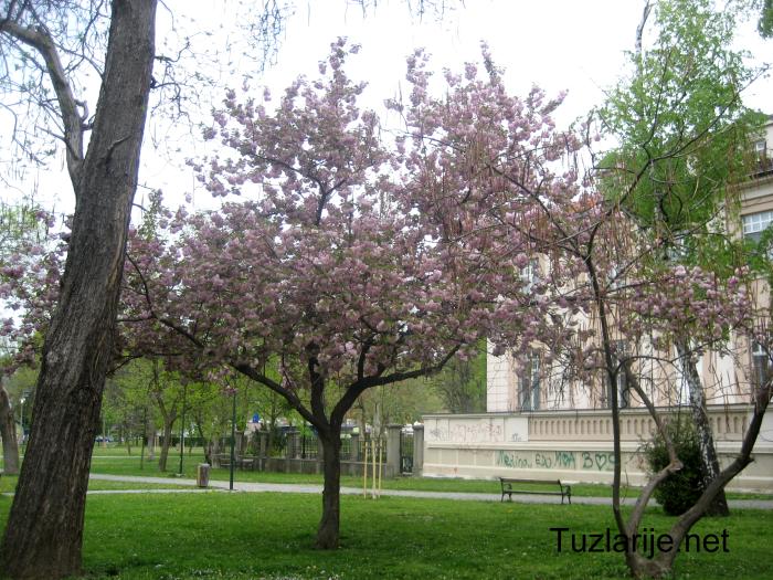 Tuzlarije