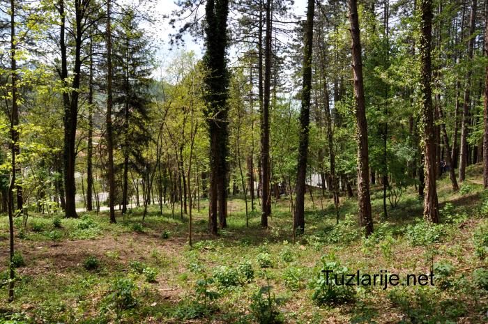 Tuzlarije