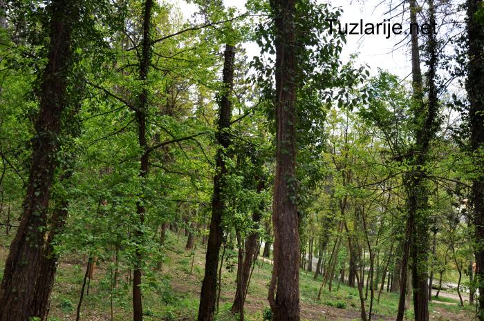 Tuzlarije