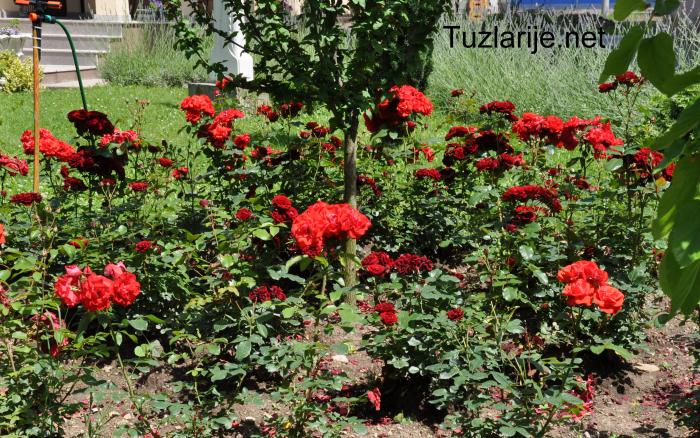 Tuzlarije
