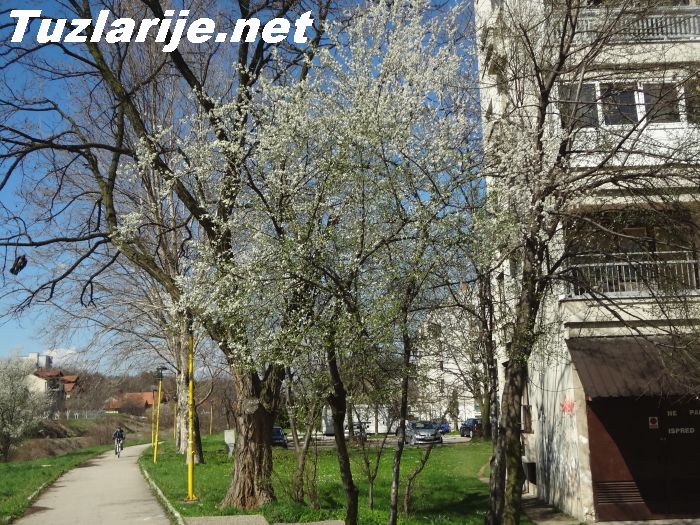 Tuzlarije
