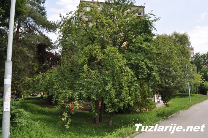 Tuzlarije