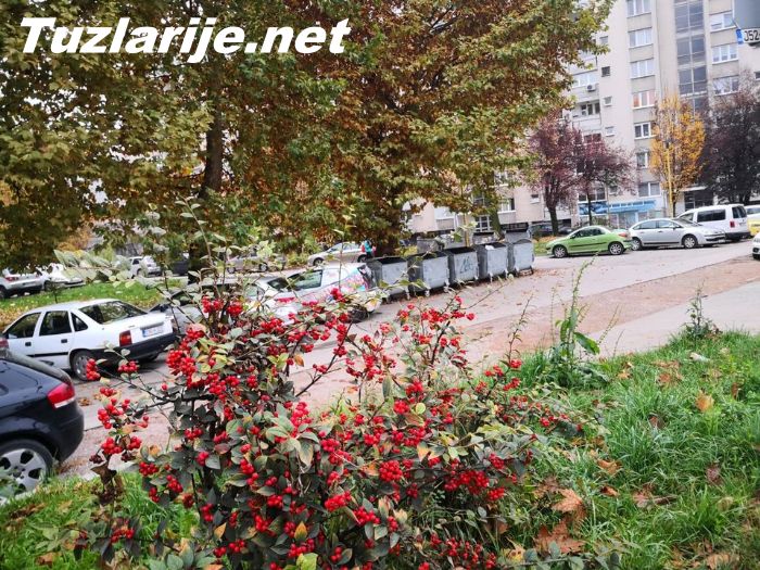 Tuzlarije