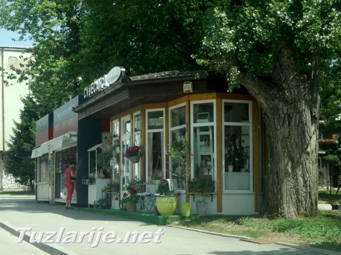 Tuzlarije