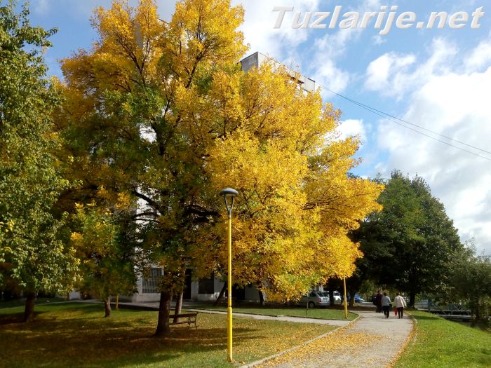 Tuzlarije