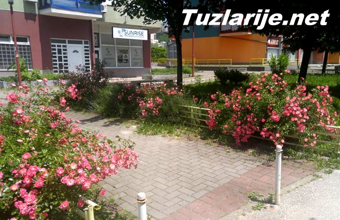 Tuzlarije