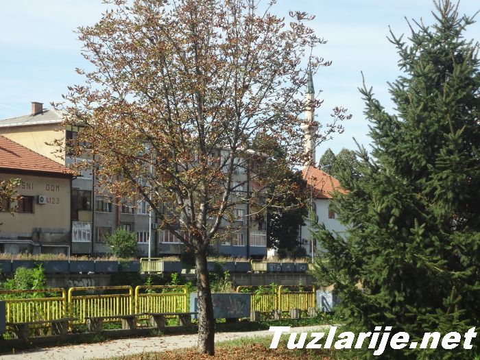 Tuzlarije