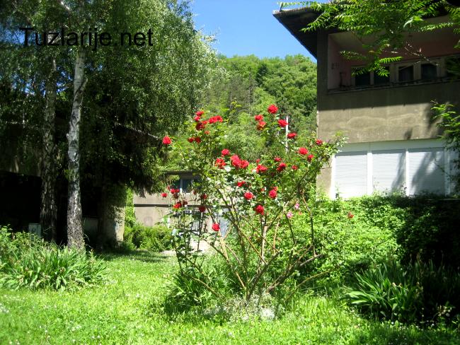 Tuzlarije