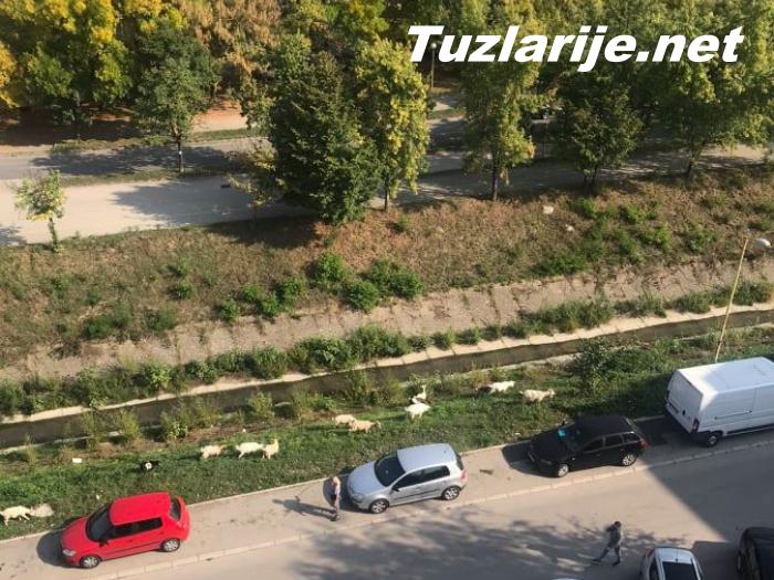 Tuzlarije