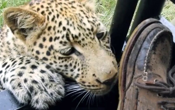Turist snimio bliski susret s leopardom, nije mu bilo svejedno