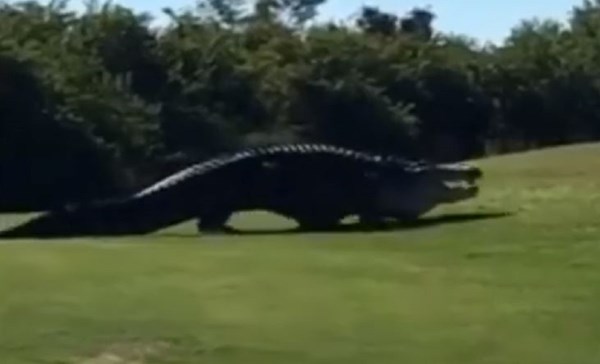 VIDEO "Godzilla se vratila": Gigantski aligator prestravio golfere