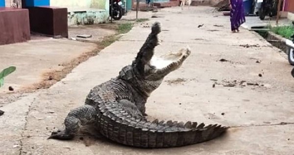 Golemi krokodil prošetao selom u Indiji, ljudi ostali u šoku. Pogledajte snimku