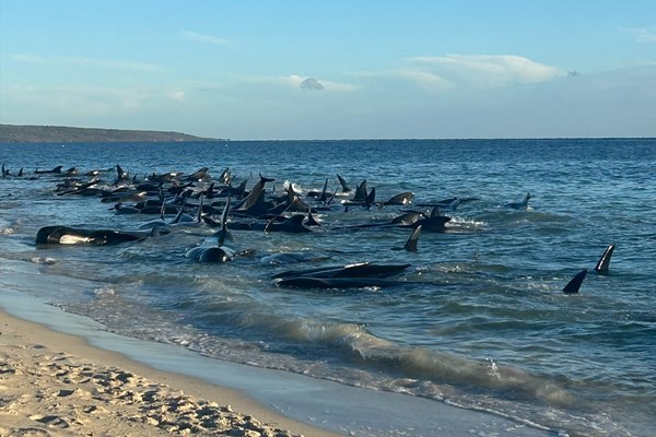 VIDEO Više od 100 kitova nasukalo se na australskoj obali, neki su već uginuli