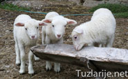 Tuzlarije