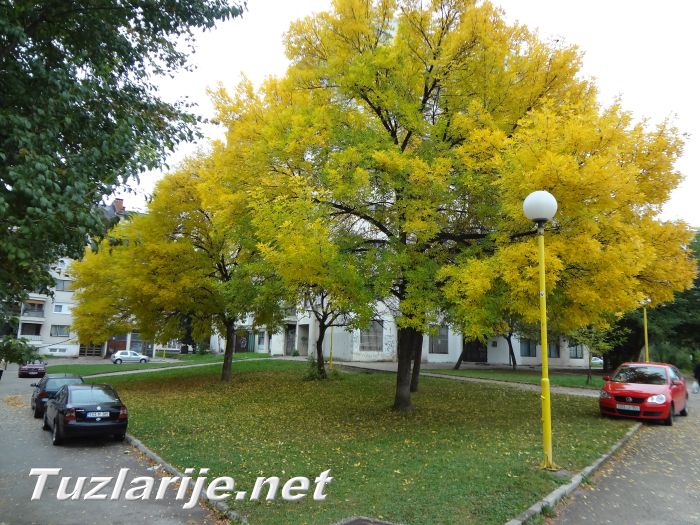 Tuzlarije