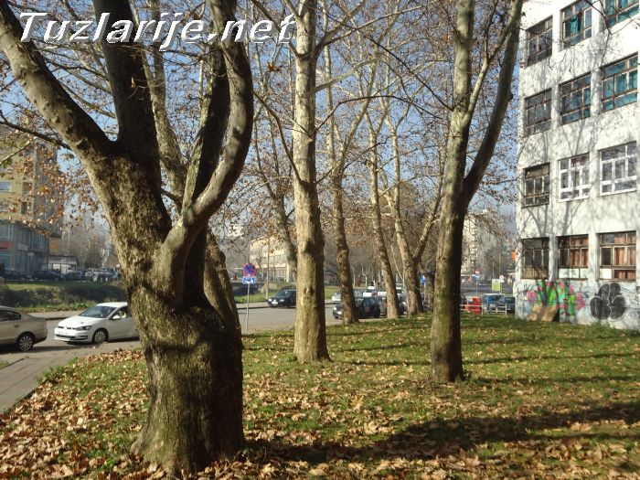 Tuzlarije