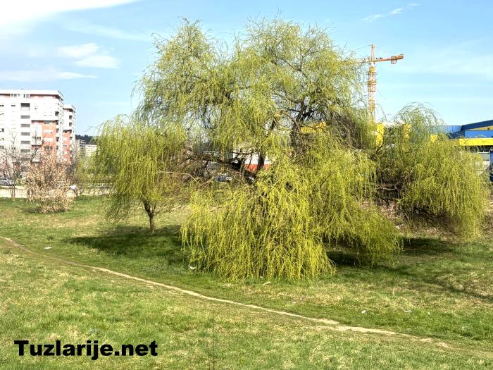 Tuzlarije