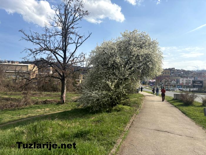Tuzlarije