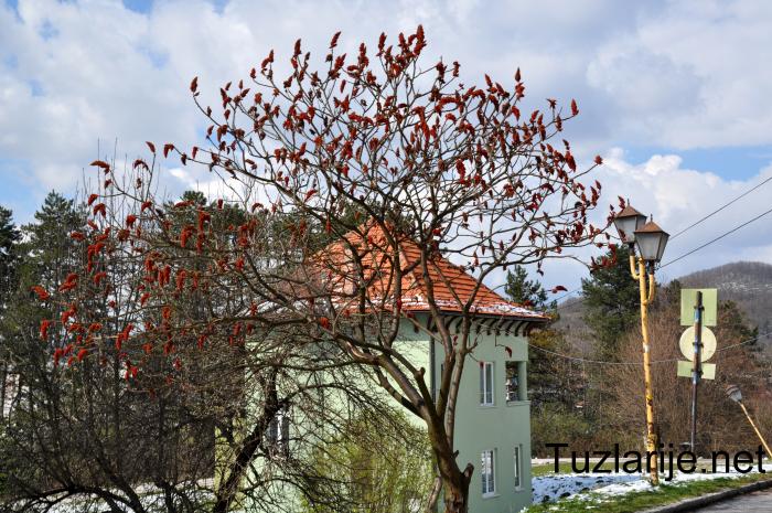 Tuzlarije