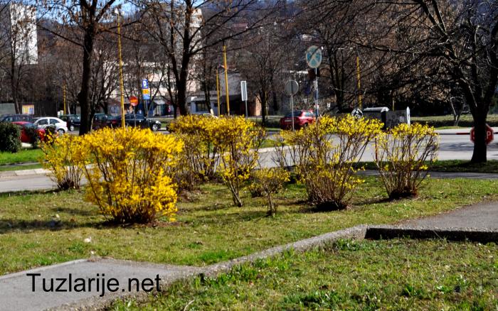 Tuzlarije