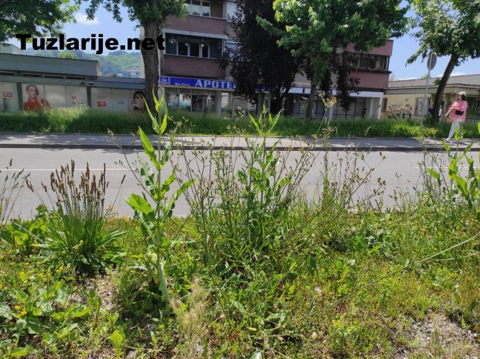 Tuzlarije