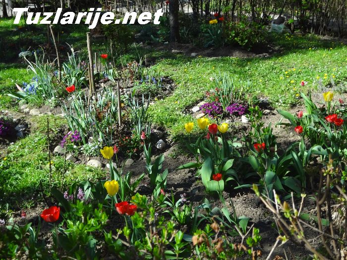 Tuzlarije